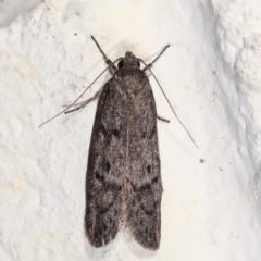 Palimmeces undescribed species nr hemiphanes (A Concealer moth) at Melba, ACT - 22 Feb 2021 by kasiaaus