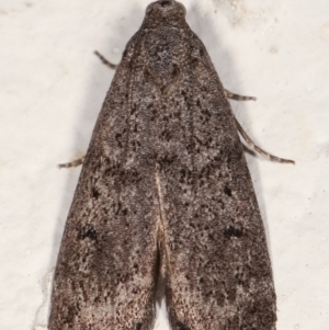 Heteromicta pachytera at Melba, ACT - 22 Feb 2021 10:04 PM