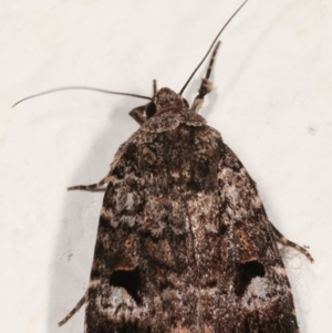 Thoracolopha flexirena at Melba, ACT - 22 Feb 2021 10:04 PM