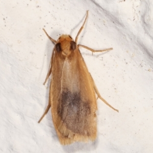 Threnosia heminephes at Melba, ACT - 23 Feb 2021 12:18 AM