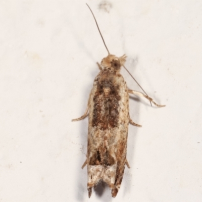 Crocidosema plebejana (Cotton Tipworm Moth) at Melba, ACT - 23 Feb 2021 by kasiaaus