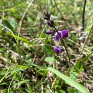 Glycine tabacina at Banks, ACT - 3 Mar 2021