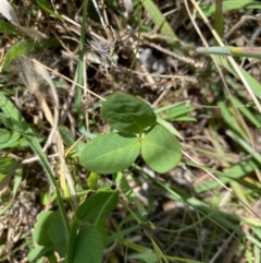 Glycine tabacina at Banks, ACT - 3 Mar 2021