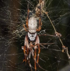 Trichonephila edulis at Bruce, ACT - 3 Mar 2021 12:29 PM