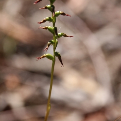 Corunastylis clivicola (Rufous midge orchid) at Downer, ACT - 3 Mar 2021 by petersan