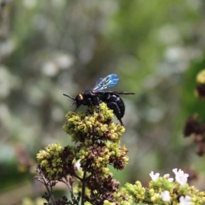 Scolia (Discolia) verticalis (Yellow-headed hairy flower wasp) at Carwoola, NSW - 3 Mar 2021 by Zoed