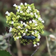 Scolia (Discolia) verticalis at Carwoola, NSW - 3 Mar 2021