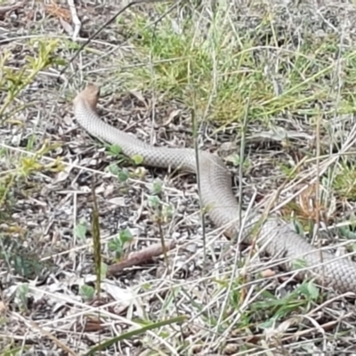 Pseudonaja textilis (Eastern Brown Snake) at Forde, ACT - 3 Mar 2021 by tpreston