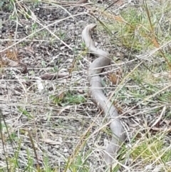 Pseudonaja textilis at Forde, ACT - 3 Mar 2021 03:45 PM