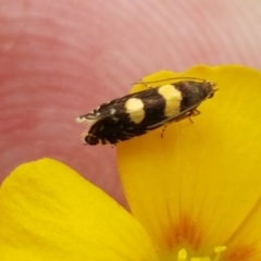 Glyphipterix chrysoplanetis (A Sedge Moth) at Forde, ACT - 3 Mar 2021 by trevorpreston