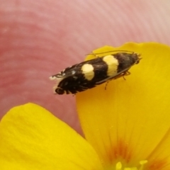 Glyphipterix chrysoplanetis (A Sedge Moth) at Forde, ACT - 3 Mar 2021 by tpreston