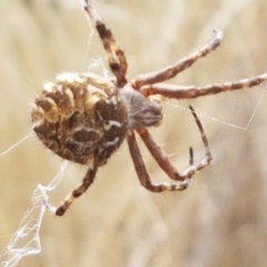 Backobourkia heroine (Heroic Orb-weaver) at Forde, ACT - 3 Mar 2021 by trevorpreston