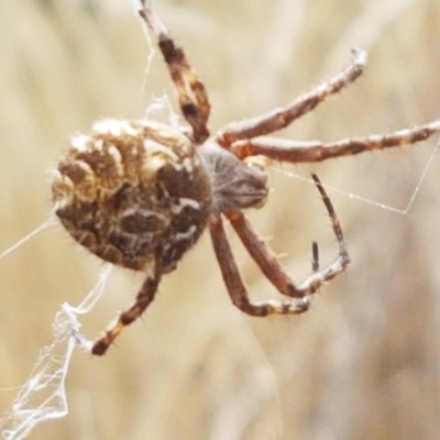 Backobourkia heroine (Heroic Orb-weaver) at Forde, ACT - 3 Mar 2021 by trevorpreston