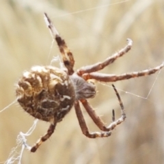 Backobourkia heroine at Forde, ACT - 3 Mar 2021