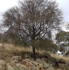 Allocasuarina verticillata (Drooping Sheoak) at Forde, ACT - 3 Mar 2021 by tpreston