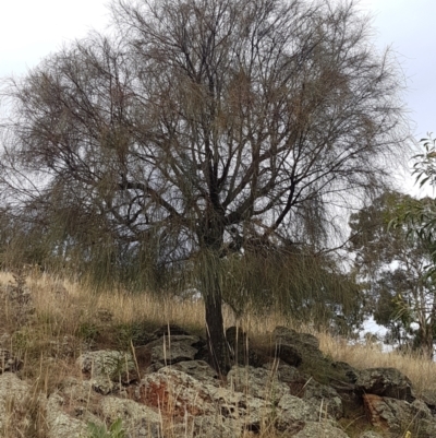 Allocasuarina verticillata (Drooping Sheoak) at Forde, ACT - 3 Mar 2021 by tpreston