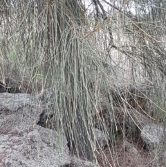 Allocasuarina verticillata at Forde, ACT - 3 Mar 2021