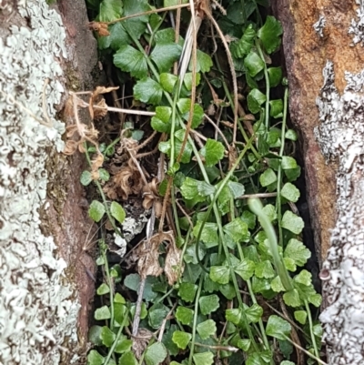 Asplenium flabellifolium (Necklace Fern) at Forde, ACT - 3 Mar 2021 by tpreston