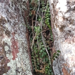 Asplenium flabellifolium at Forde, ACT - 3 Mar 2021