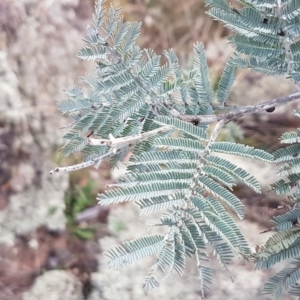 Acacia dealbata at Forde, ACT - 3 Mar 2021