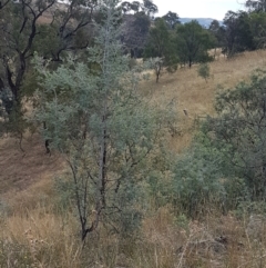 Acacia dealbata at Forde, ACT - 3 Mar 2021