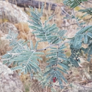 Acacia dealbata at Forde, ACT - 3 Mar 2021