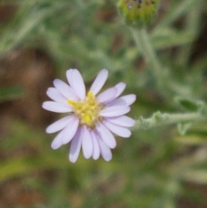 Vittadinia sp. at Forde, ACT - 3 Mar 2021