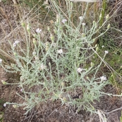 Vittadinia sp. at Forde, ACT - 3 Mar 2021