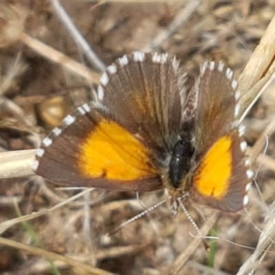 Lucia limbaria (Chequered Copper) at Forde, ACT - 3 Mar 2021 by tpreston