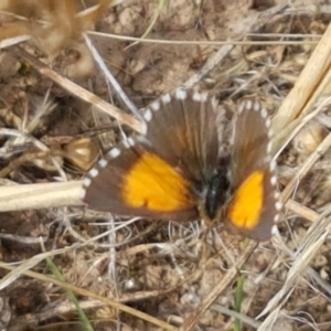 Lucia limbaria at Forde, ACT - 3 Mar 2021 04:11 PM