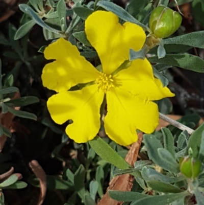 Hibbertia obtusifolia (Grey Guinea-flower) at Forde, ACT - 3 Mar 2021 by trevorpreston