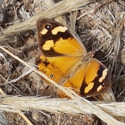 Heteronympha merope (Common Brown Butterfly) at Forde, ACT - 3 Mar 2021 by trevorpreston