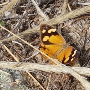 Heteronympha merope at Forde, ACT - 3 Mar 2021