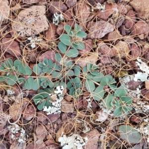 Euphorbia dallachyana at Forde, ACT - 3 Mar 2021 04:33 PM