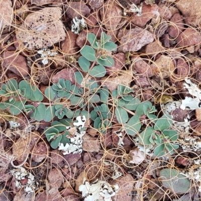 Euphorbia dallachyana (Mat Spurge, Caustic Weed) at Forde, ACT - 3 Mar 2021 by trevorpreston