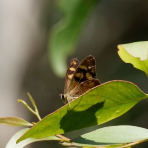 Heteronympha banksii at Rossi, NSW - 2 Mar 2021