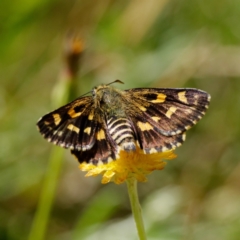 Hesperilla munionga (Alpine Sedge-Skipper) at Tallaganda National Park - 2 Mar 2021 by DPRees125