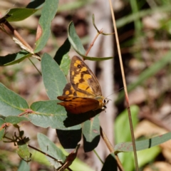 Heteronympha penelope (Shouldered Brown) at Harolds Cross, NSW - 2 Mar 2021 by DPRees125