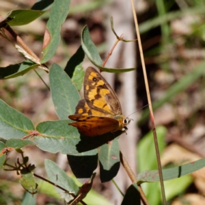 Heteronympha penelope at Harolds Cross, NSW - 2 Mar 2021 01:51 PM