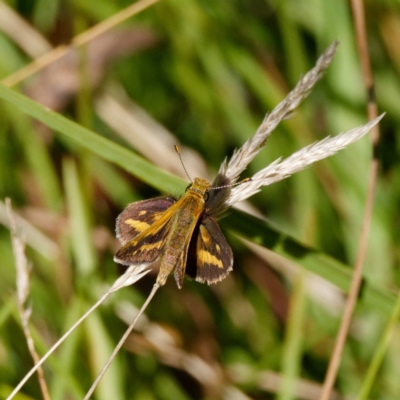 Taractrocera papyria (White-banded Grass-dart) at Krawarree, NSW - 2 Mar 2021 by DPRees125