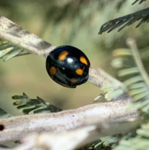 Orcus australasiae at Murrumbateman, NSW - 3 Mar 2021