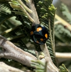 Orcus australasiae at Murrumbateman, NSW - 3 Mar 2021