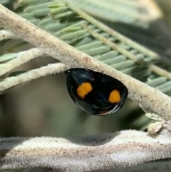 Orcus australasiae at Murrumbateman, NSW - 3 Mar 2021