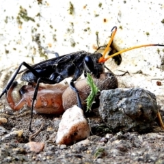 Pompilidae (family) (Unidentified Spider wasp) at Crooked Corner, NSW - 3 Mar 2021 by Milly