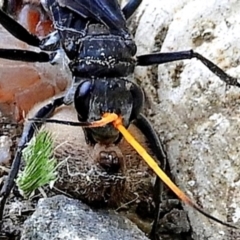 Pompilidae (family) at Crooked Corner, NSW - 3 Mar 2021