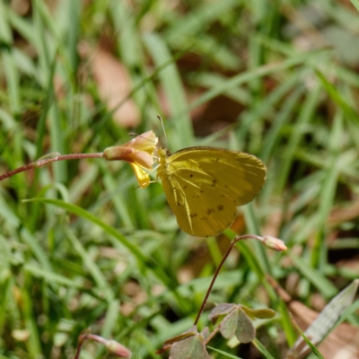 Eurema smilax (Small Grass-yellow) at Cotter River, ACT - 1 Mar 2021 by DPRees125