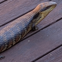 Tiliqua scincoides scincoides (Eastern Blue-tongue) at Watson, ACT - 2 Mar 2021 by abread111