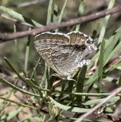 Theclinesthes miskini (Wattle Blue) at Murrumbateman, NSW - 3 Mar 2021 by SimoneC