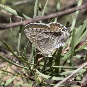 Theclinesthes miskini at Murrumbateman, NSW - 3 Mar 2021