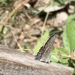 Theclinesthes miskini at Murrumbateman, NSW - 3 Mar 2021